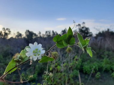 Güzel Hint Çilesi Çiçeği, Passiflora Foetida, Chiltern tohumları boş bir tarlada yetişiyor.