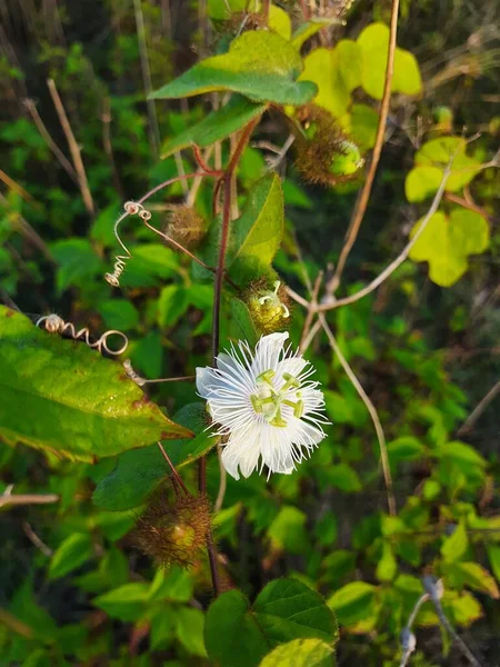 美しいインドの野生の情熱の花の閉鎖 植物相Foetida 自然を背景にした空のフィールドにある幼生の種子植物 — ストック写真