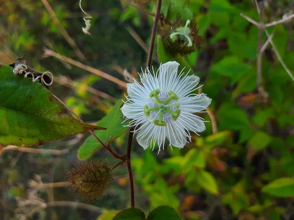 Nahaufnahme Der Wunderschönen Wilden Indischen Passionsblume Passiflora Foetida Chiltern Samen — Stockfoto