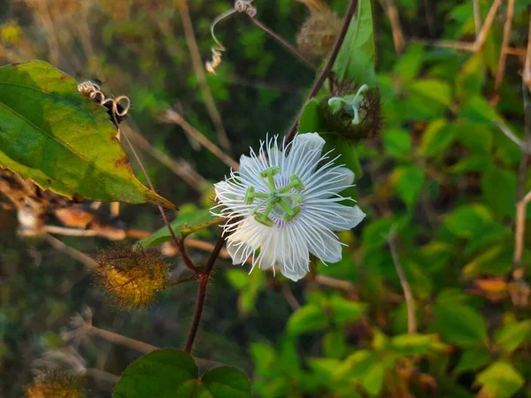 Primer Plano Hermosa Flor Salvaje India Pasión Passiflora Foetida Planta —  Fotos de Stock