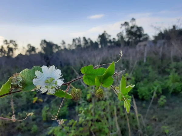 美しいインドの野生の情熱の花の閉鎖 植物相Foetida 自然を背景にした空のフィールドにある幼生の種子植物 — ストック写真