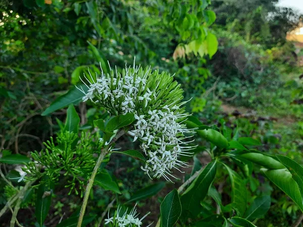 Güzel Beyaz Kızılderili Vahşi Süs Çiçeği Pavetta Indica Veya Pelet — Stok fotoğraf