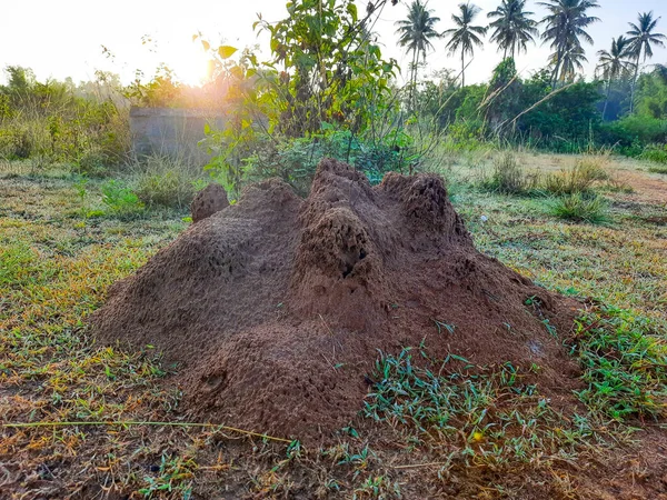 Closeup of beautiful Indian Ant Hill or Ant Colony in the empty field.