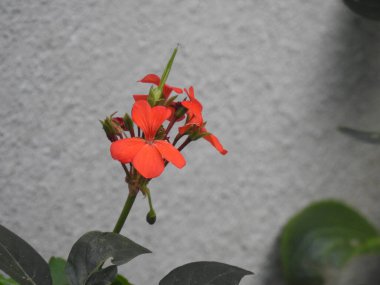 Bahçedeki bir bitkinin içindeki güzel ateş kıran çiçeğinin yakın çekimi.