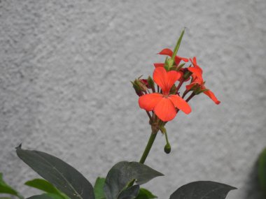 Bahçedeki bir bitkinin içindeki güzel ateş kıran çiçeğinin yakın çekimi.