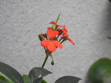 Bahçedeki bir bitkinin içindeki güzel ateş kıran çiçeğinin yakın çekimi.