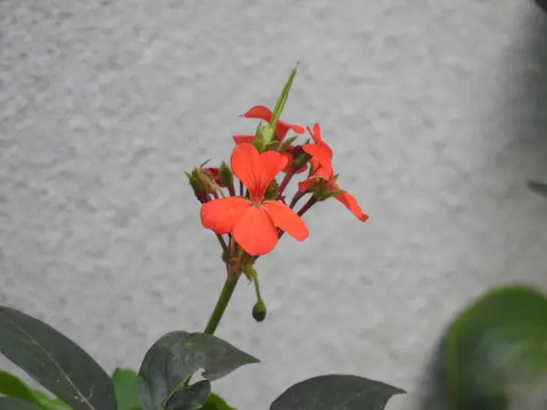 Zbliżenie Piękny Ogień Krakersy Kwiat Grono Roślina Ogród — Zdjęcie stockowe
