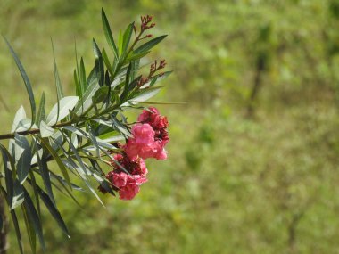 Bahçedeki güzel Nerium Oleander veya Ganagale çiçeğine yakın çekim