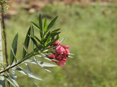 Bahçedeki güzel Nerium Oleander veya Ganagale çiçeğine yakın çekim