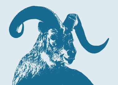 Renkli büyük boynuzlu koyun koçu karalama stili çizim çizimi