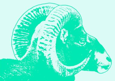 Renkli büyük boynuzlu koyun koçu karalama stili çizim çizimi