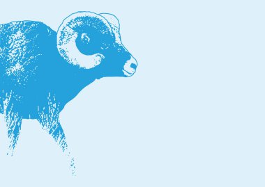 Renkli büyük boynuzlu koyun koçu karalama stili çizim çizimi