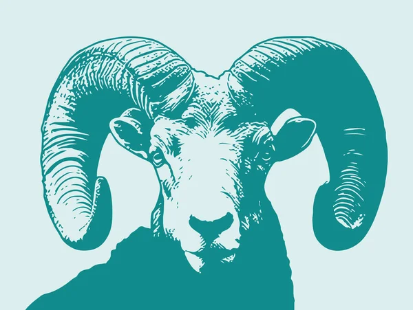 Renkli büyük boynuzlu koyun koçu karalama stili çizim çizimi