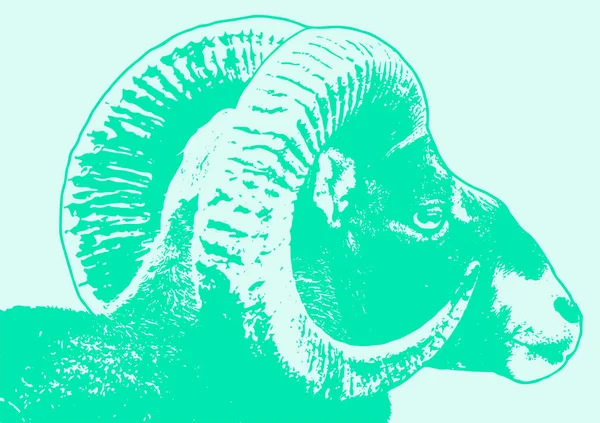 Renkli büyük boynuzlu koyun koçu karalama stili çizim çizimi