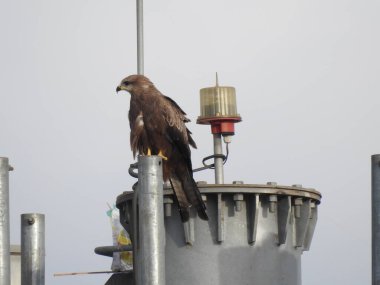 Hintli Kuş Kartal 'ın yakın çekimi mavi gökyüzü arka planına sahip bir telefon kulesinde oturuyor..