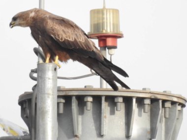 Hintli Kuş Kartal 'ın yakın çekimi mavi gökyüzü arka planına sahip bir telefon kulesinde oturuyor..