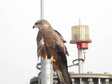 Hintli Kuş Kartal 'ın yakın çekimi mavi gökyüzü arka planına sahip bir telefon kulesinde oturuyor..