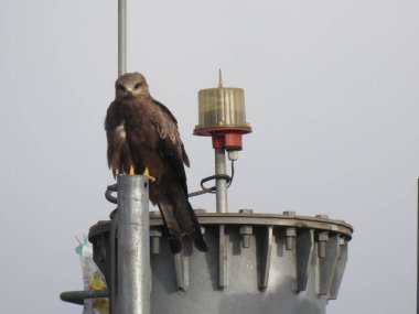 Hintli Kuş Kartal 'ın yakın çekimi mavi gökyüzü arka planına sahip bir telefon kulesinde oturuyor..