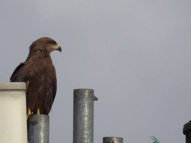 Hintli Kuş Kartal 'ın yakın çekimi mavi gökyüzü arka planına sahip bir telefon kulesinde oturuyor..