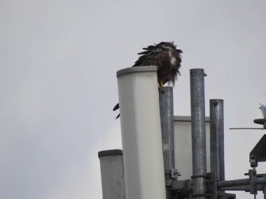 Bangalore, Karnataka, Hindistan-20 Haziran 2020: Gökyüzü arka planına sahip kulenin üzerinde oturan gezici kule ve kartal kuşunun yakın çekimi.