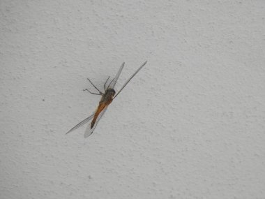 Güzel bir Hint ejderhası ya da helikopter böceğinin beyaz arka planı var..