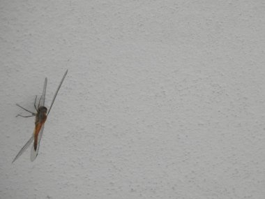 Güzel bir Hint ejderhası ya da helikopter böceğinin beyaz arka planı var..