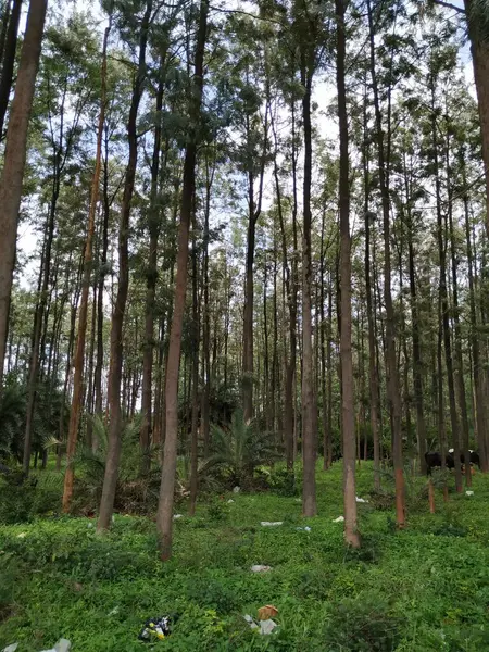 Closeup of beautiful Indian Forest view with nature background at Bangalore, Karnataka, India