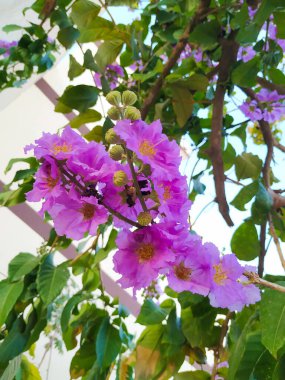 Hindistan Gururu ya da Lagerstroemia Speciosa Hint Bulvarı Mor Çiçek Çiçeği 'nin Kapanışı