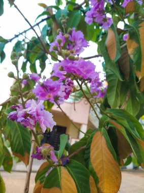 Hindistan Gururu ya da Lagerstroemia Speciosa Hint Bulvarı Mor Çiçek Çiçeği 'nin Kapanışı