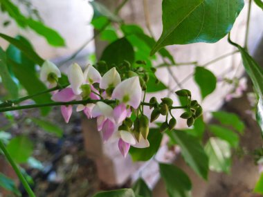 Honge ya da Hint Kayın Ağacı Çiçekleri 'nin güzel yakın görüntüsü. Yol kenarı ağacı olarak dikilir ve Hindistan 'da çok iyi yetişir. Çok dayanıklı bir yaprak döken ağaç.,