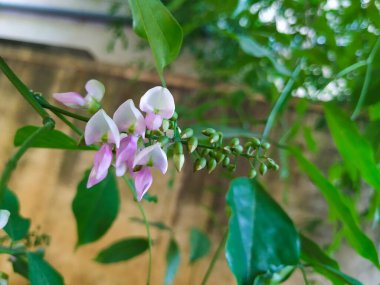 Honge ya da Hint Kayın Ağacı Çiçekleri 'nin güzel yakın görüntüsü. Yol kenarı ağacı olarak dikilir ve Hindistan 'da çok iyi yetişir. Çok dayanıklı bir yaprak döken ağaç.,