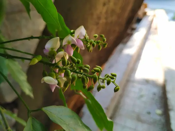 stock image Beautiful Closeup view of Honge or Indian Beech Tree Flowers. It is planted as a road side tree and grows very well in India. A very hardy deciduous tree,