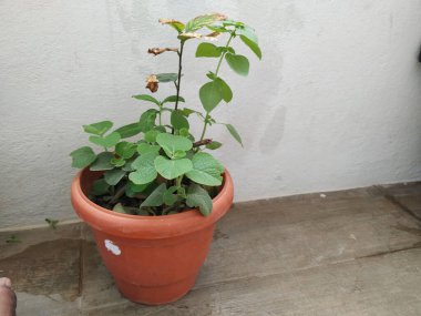 Home Terrace Garden 'daki plastik bir saksıda farklı bitki çeşitlerinin yakın çekimi