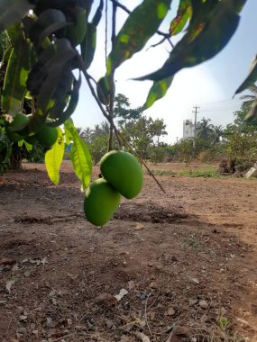 Ağaçtaki güzel çiğ mango meyvelerinin yakınına.