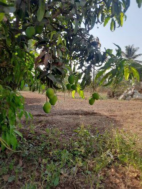 Ağaçtaki güzel çiğ mango meyvelerinin yakınına.