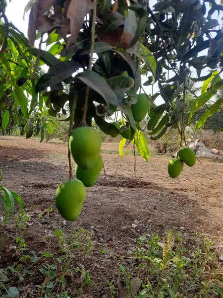 Ağaçtaki güzel çiğ mango meyvelerinin yakınına.