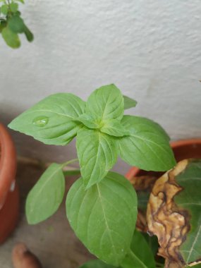 Chia Tohum Bitkisi ya da Teras Bahçesi 'nde yetişen Bitki Yaprakları.