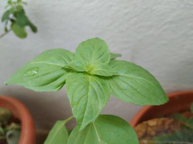 Chia Tohum Bitkisi ya da Teras Bahçesi 'nde yetişen Bitki Yaprakları.