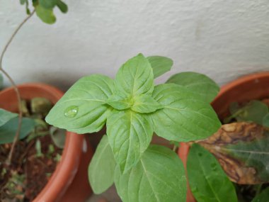 Chia Tohum Bitkisi ya da Teras Bahçesi 'nde yetişen Bitki Yaprakları.