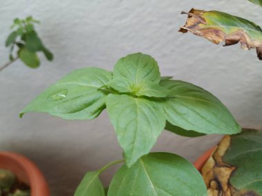 Chia Tohum Bitkisi ya da Teras Bahçesi 'nde yetişen Bitki Yaprakları.