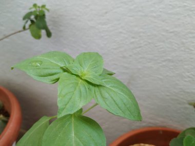 Chia Tohum Bitkisi ya da Teras Bahçesi 'nde yetişen Bitki Yaprakları.