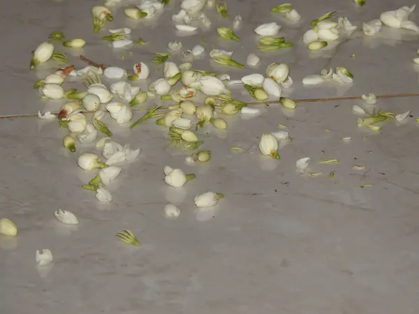 stock image Closeup of beautiful young Indian Mallige or Jasmine plant with flowers in a garden.