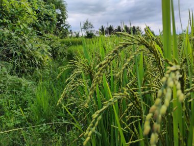 Genç yeşil çeltik tarlasına yakın doğa arka planına sahip.