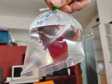 Güzel kestane renginde balıklar plastik kapağın içinde ellerinde su tutuyorlar.