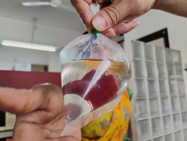Güzel kestane renginde balıklar plastik kapağın içinde ellerinde su tutuyorlar.