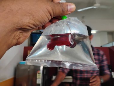 Güzel kestane renginde balıklar plastik kapağın içinde ellerinde su tutuyorlar.