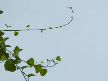 Güzel Cissampelos pareira ya da Sürüngen Bitkisi 'nin mavi gökyüzü arka planına yakın çekim.
