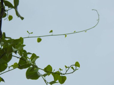 Güzel Cissampelos pareira ya da Sürüngen Bitkisi 'nin mavi gökyüzü arka planına yakın çekim.
