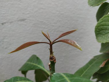 Kahverengi Renkli Genç Mango Yaprakları, beyaz arka planda izole edilmiş bir bitkide yetişir..