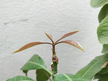 Kahverengi Renkli Genç Mango Yaprakları, beyaz arka planda izole edilmiş bir bitkide yetişir..